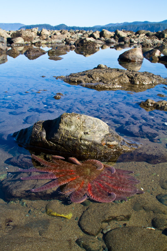 Sunflower Star In Tidepool